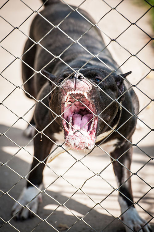 pitbull barking through fence