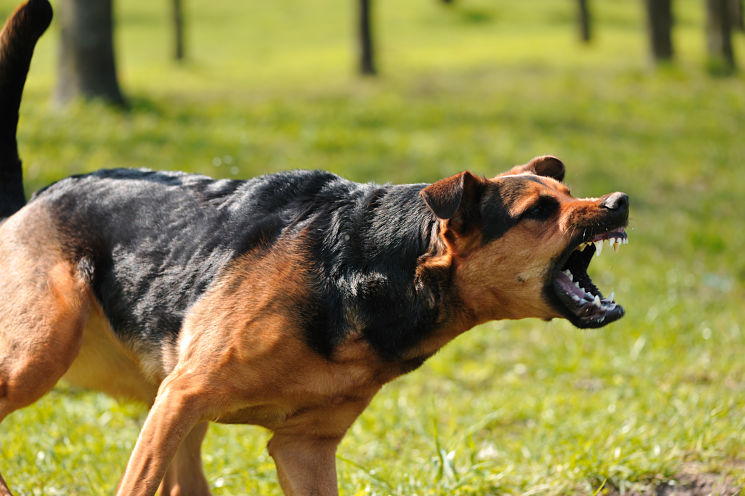 agressive dog growling
